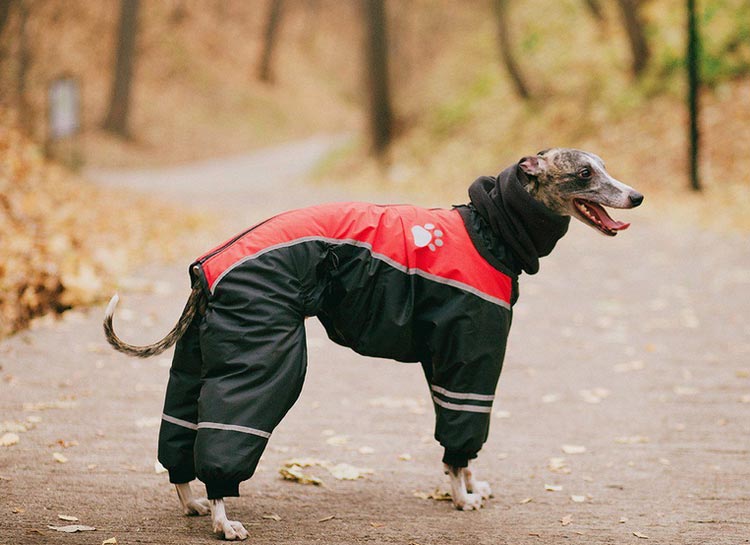 vêtements pour whippet