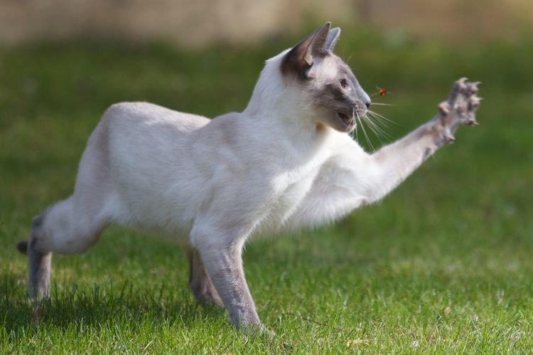 Un chat chasse un insecte