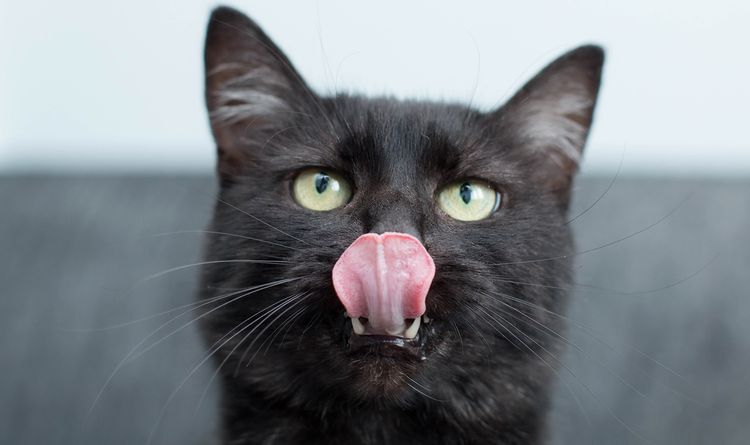 Un chat noir se lèche les babines