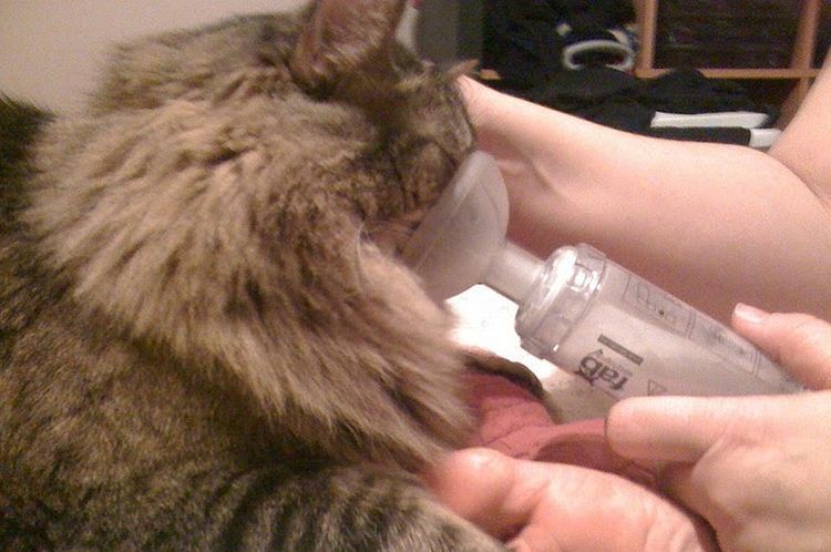 Un chat atteint d'une maladie pulmonaire