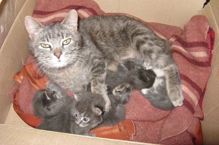 Une chatte avec ses chatons dans une boîte