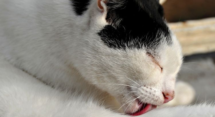 Le chat se lèche