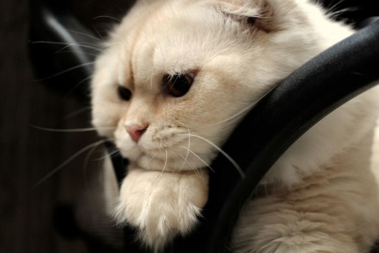 Chat blanc aux oreilles repliées