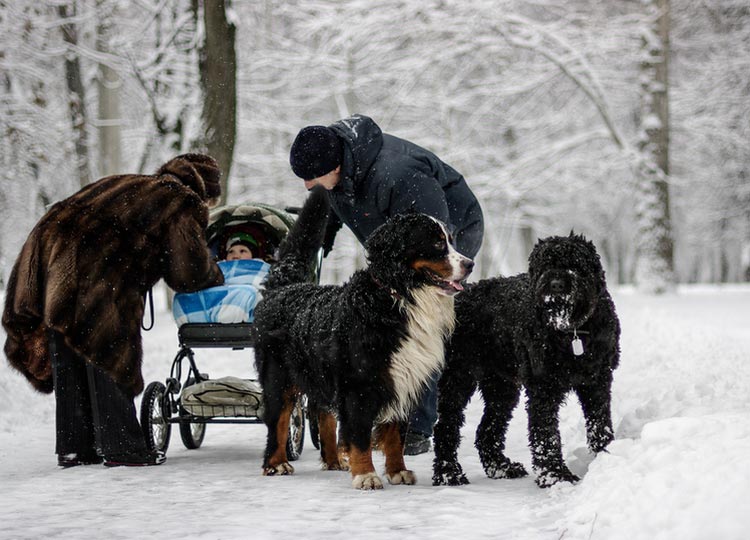Soins du Terrier Russe