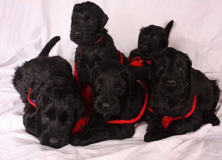 5 chiots Terrier Noir Russe