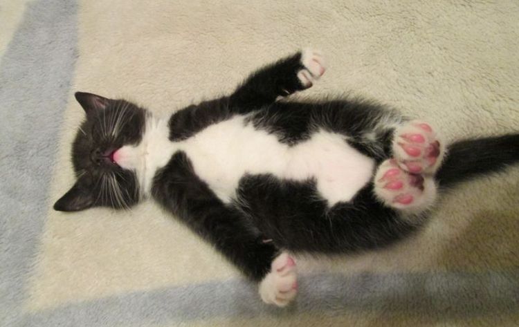 Le chaton dort bizarrement