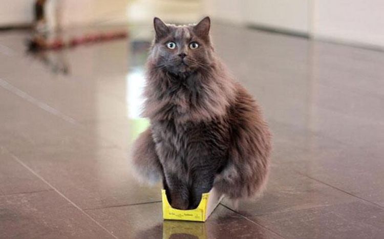 Chat dans une boîte