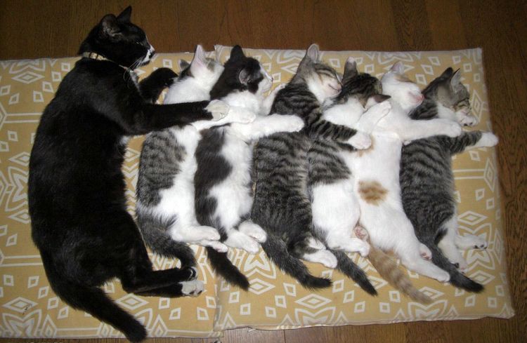 Une chatte avec ses chatons