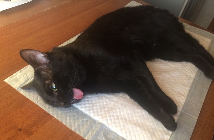 Le chat se remet de l'anesthésie.