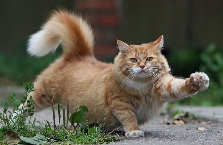 Un gros chat s'étire