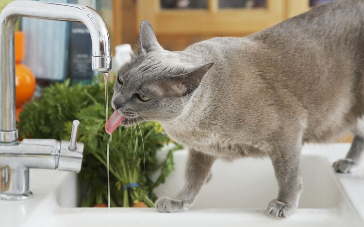 Le chat boit l'eau du robinet