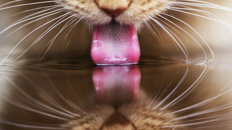 Le chat boit de l'eau