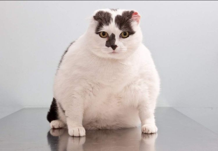 Un chat très gros