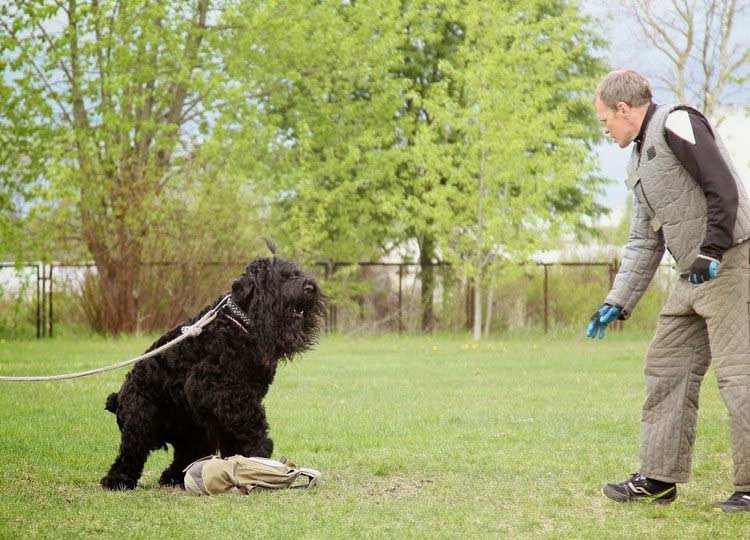 L'entraînement des chiens de Staline
