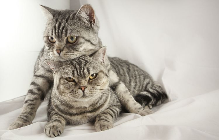 Chat et chaton British Shorthair