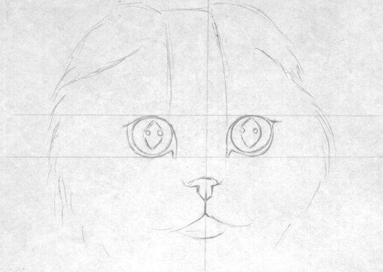 Dessin au crayon d'un Scottish Fold
