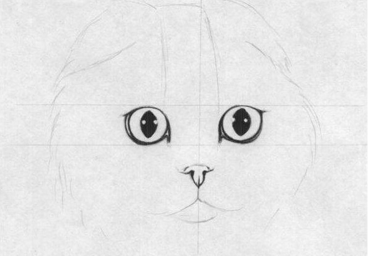 Dessin au crayon d'un Scottish Fold
