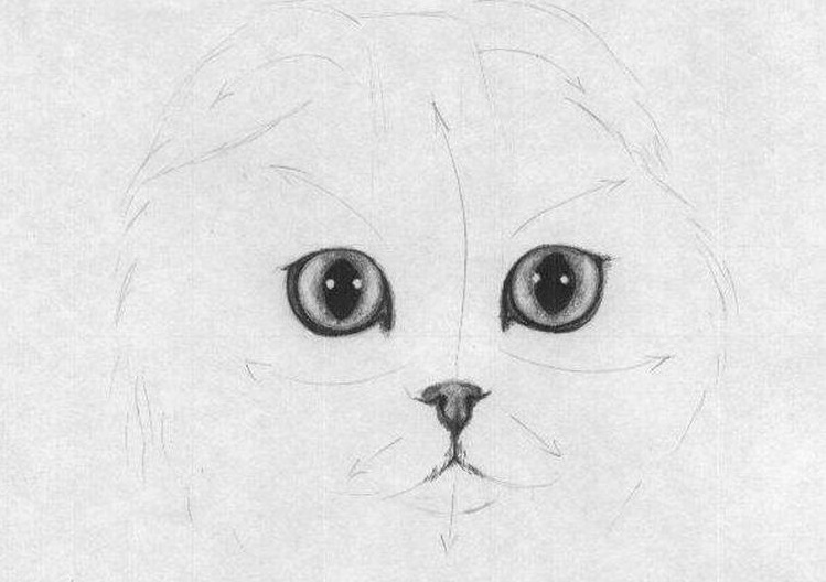 Dessin au crayon d'un Scottish Fold
