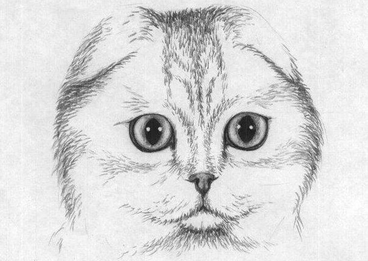 Dessin au crayon d'un Scottish Fold