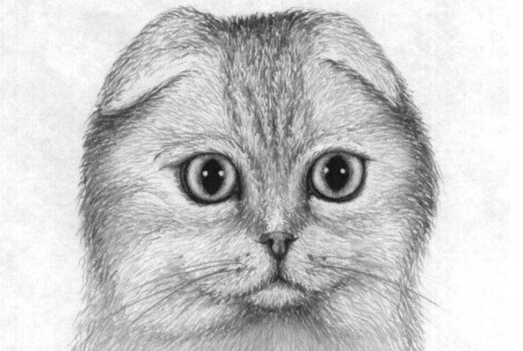 Dessin au crayon d'un Scottish Fold