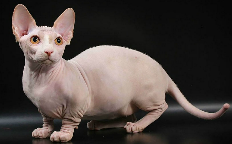 Chatons bébés à la naissance