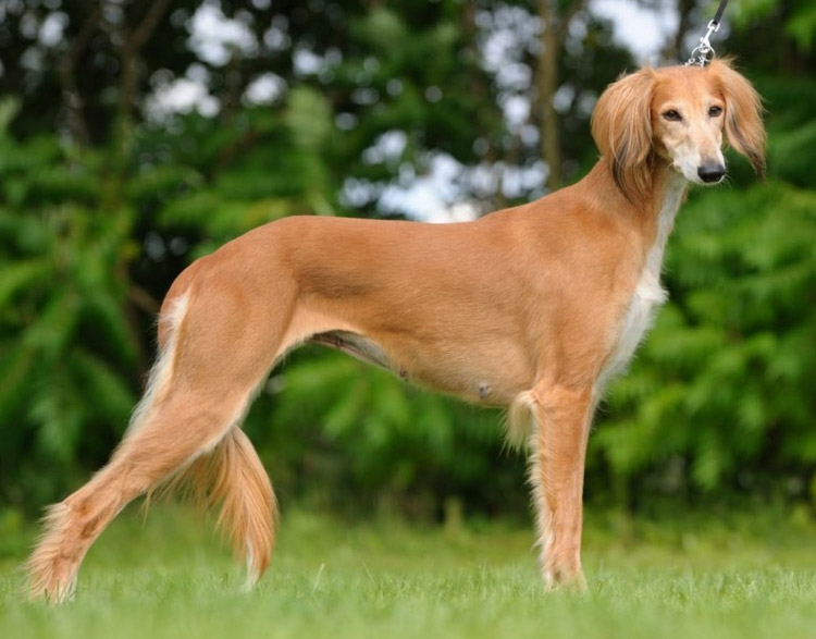 normes Saluki