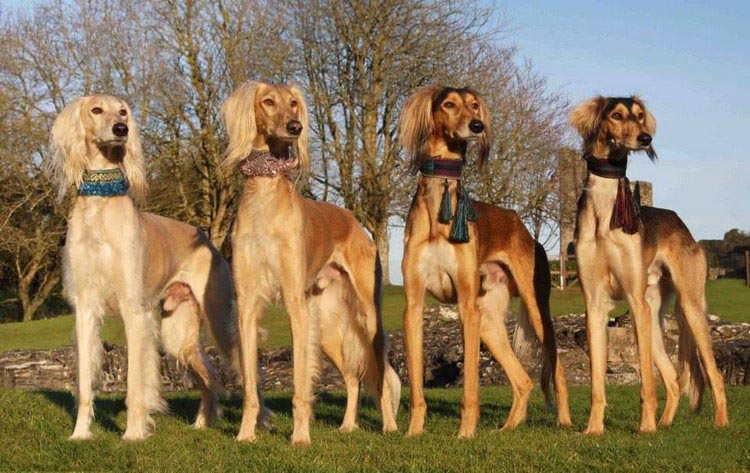 race de chien Saluki
