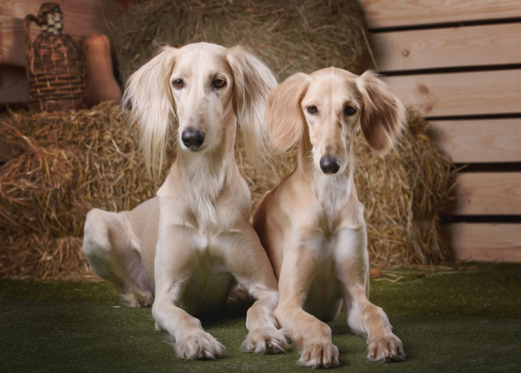 Soins Saluki