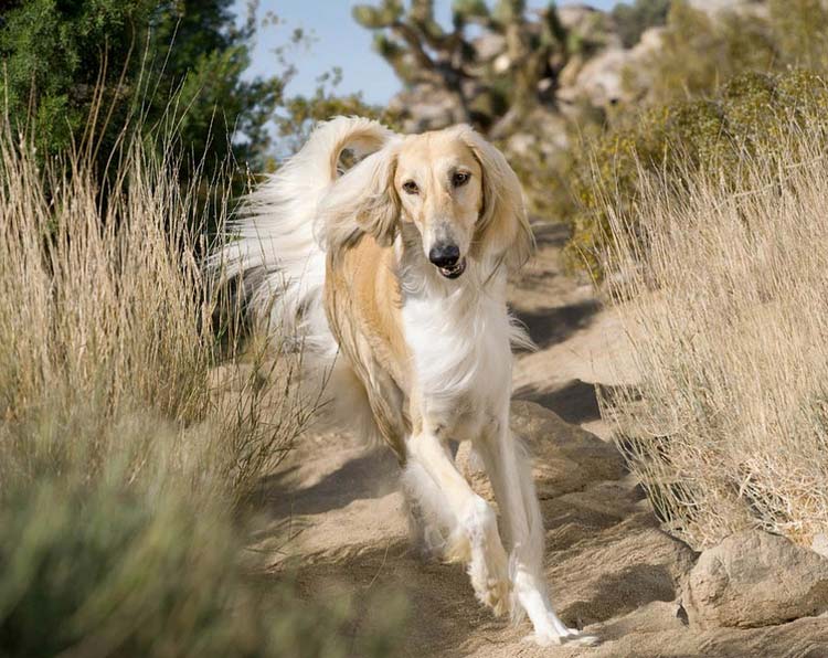 chien Saluki