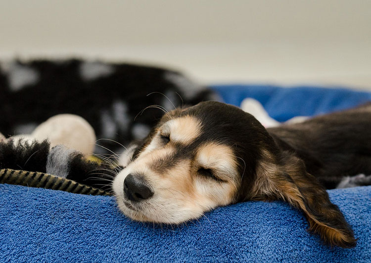 chiot lévrier persan