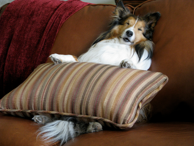 Contenu du Sheltie