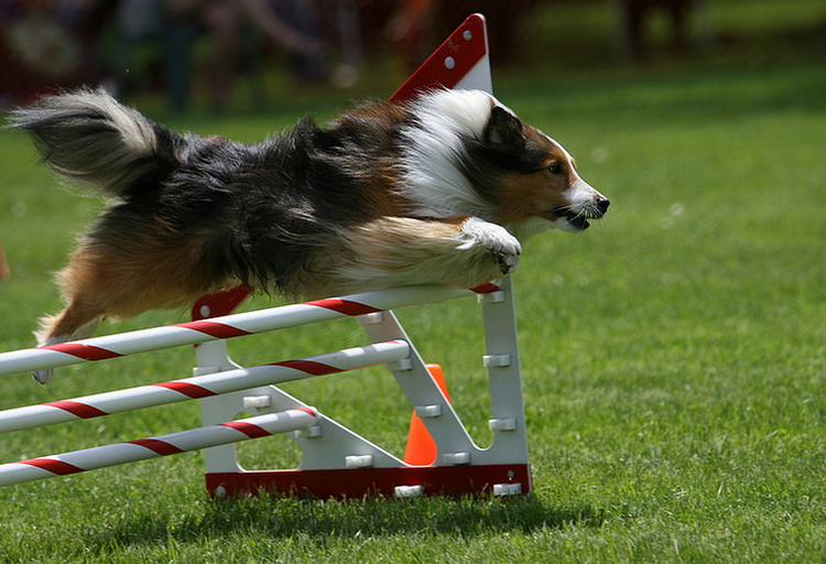 agilité sheltie