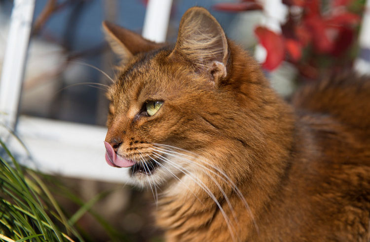 Que donner à manger aux Somaliens ?