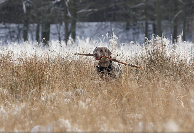 caractère Weimaraner