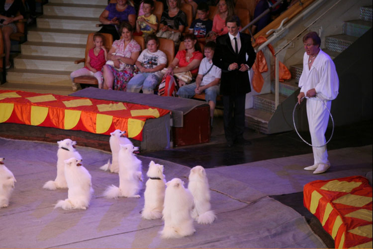 Spitz japonais au cirque