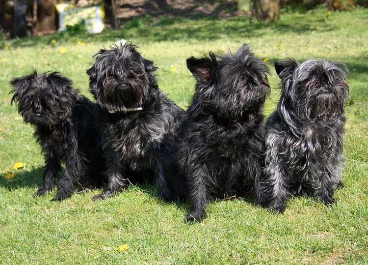 chiens Affenpinscher