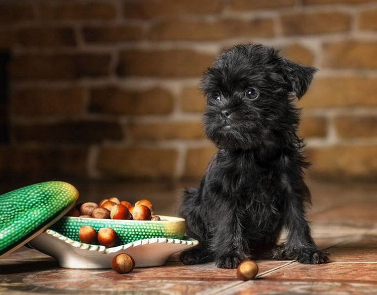 chiot Affenpinscher