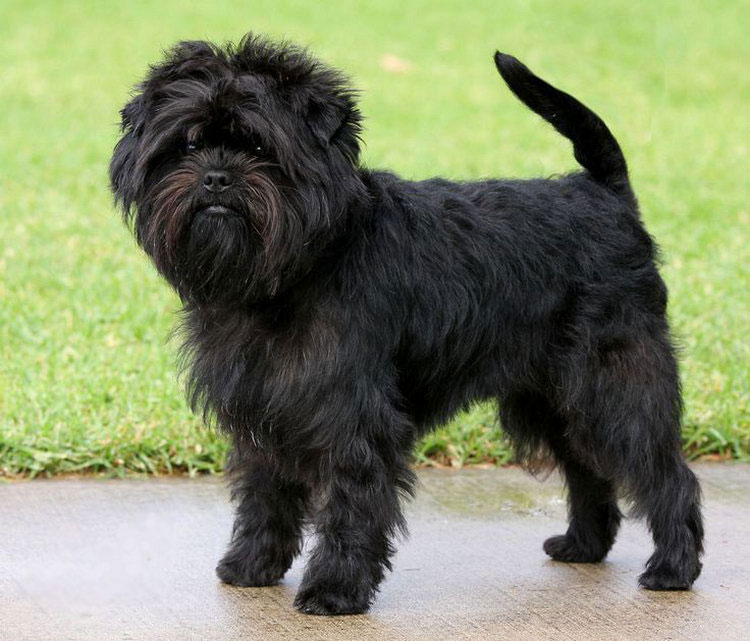 chien Affenpinscher