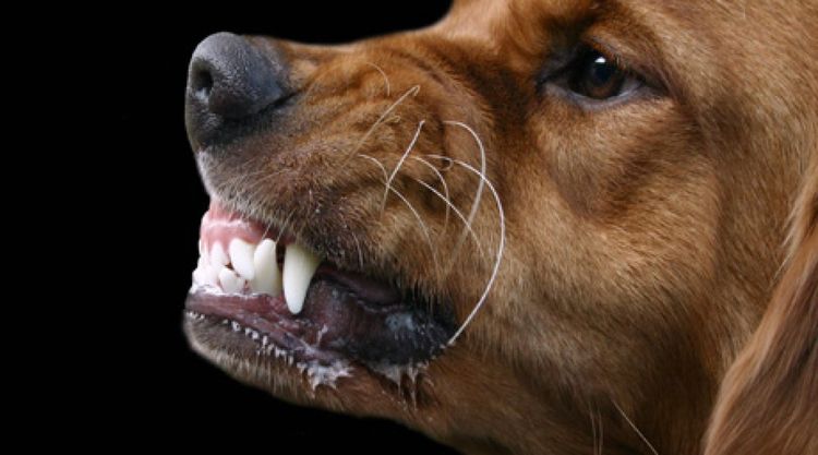 Salivation excessive chez les chiens