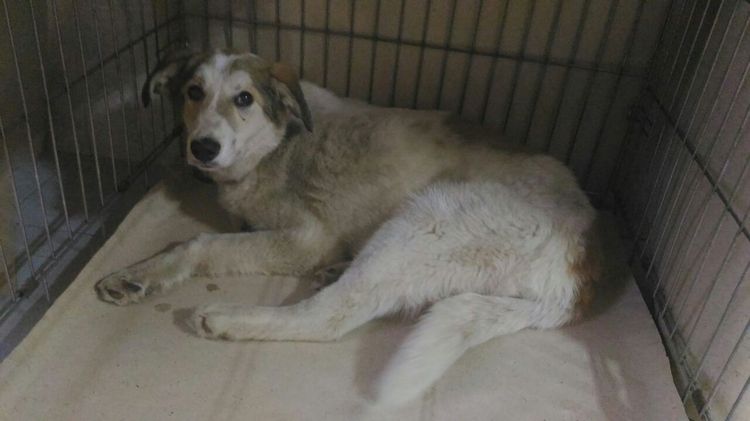 Un chien dans un enclos de quarantaine