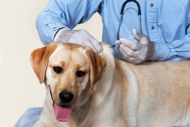 Vaccination d'un chien