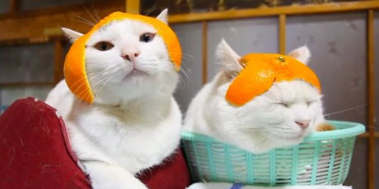 Des chats avec des chapeaux en écorce d'orange