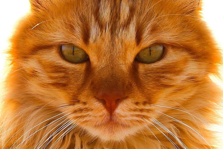 Le visage d'un chat roux