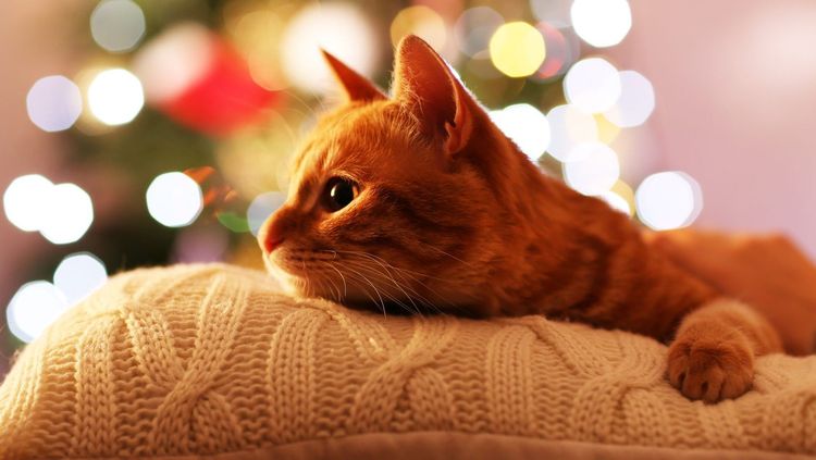 Le chat roux est couché