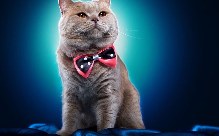 Un chat avec un papillon sur le cou