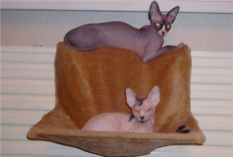 Hamac pour chat sur le radiateur