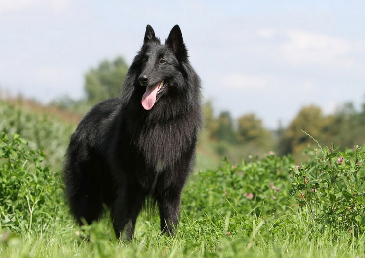 Chien de Groenendael