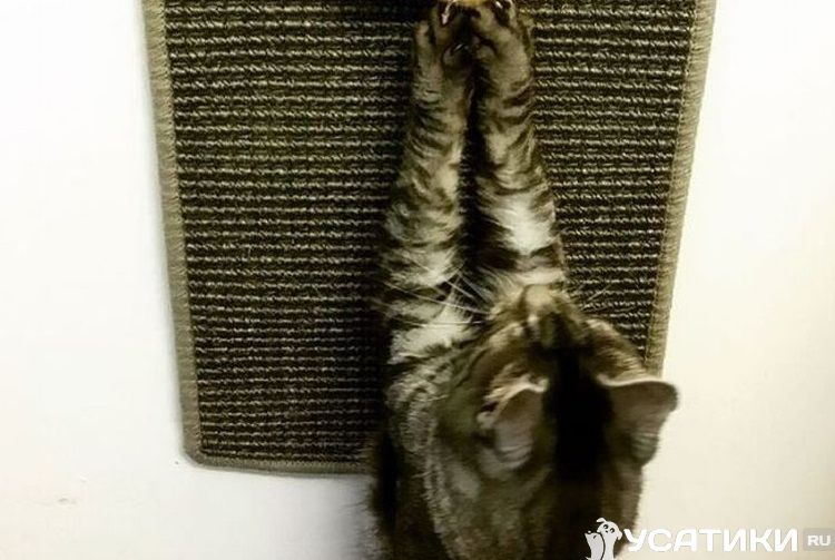 Griffoir mural compact