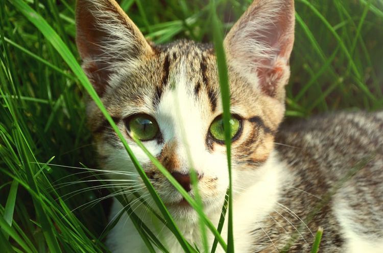 Chat aux yeux verts dans l'herbe