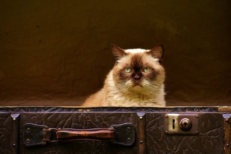 Chat dans une valise